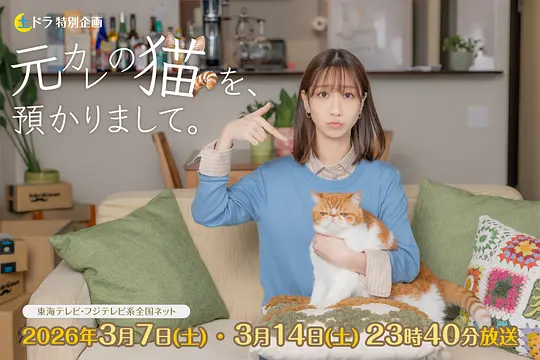 我收留了前男友的猫